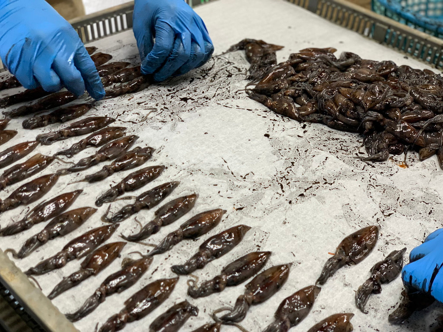 Japanese Squid Snack Delicacy Salt Beer Firefly Drying Preserved Food Kanetsuru